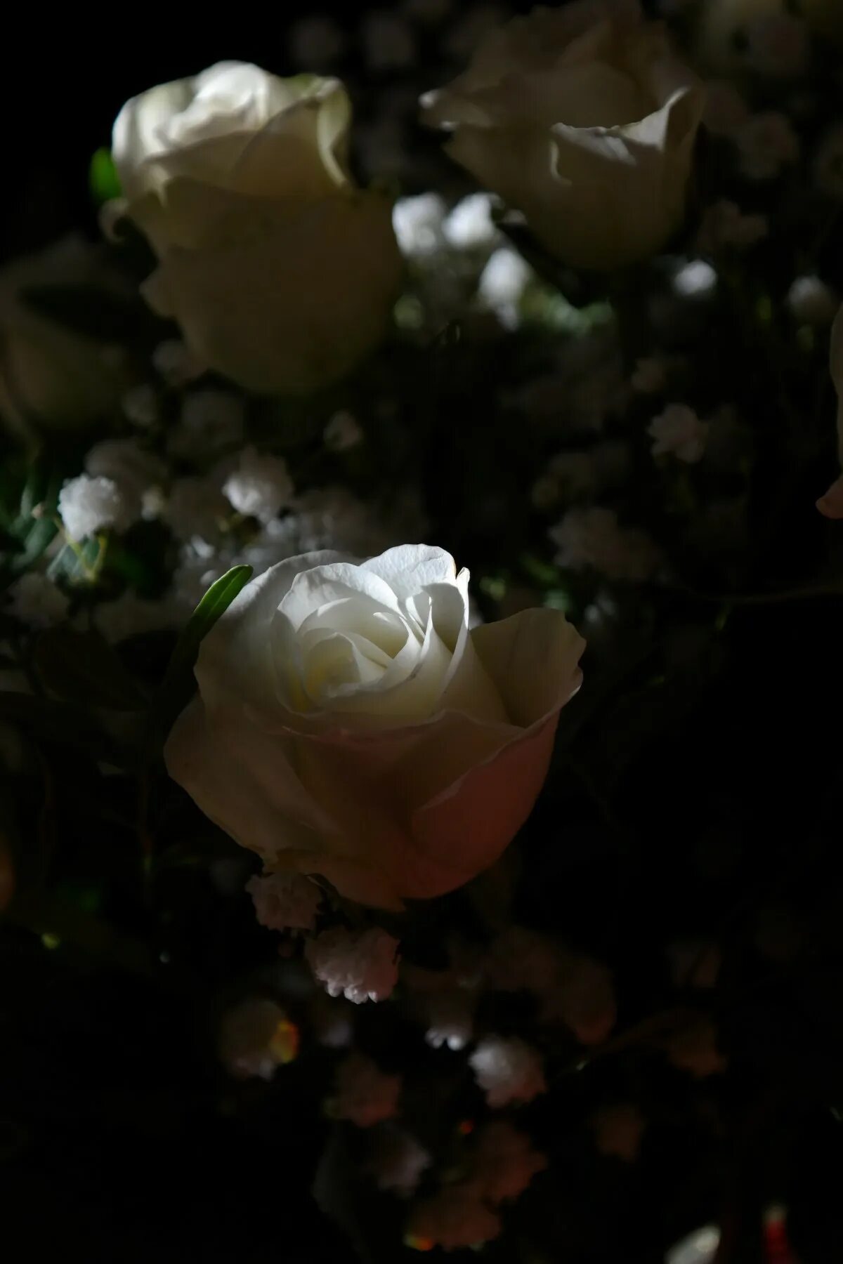 Реальное фото цветов ночью Free Images : blossom, flower, petal, flora, flowers, close up, bouquet of roses