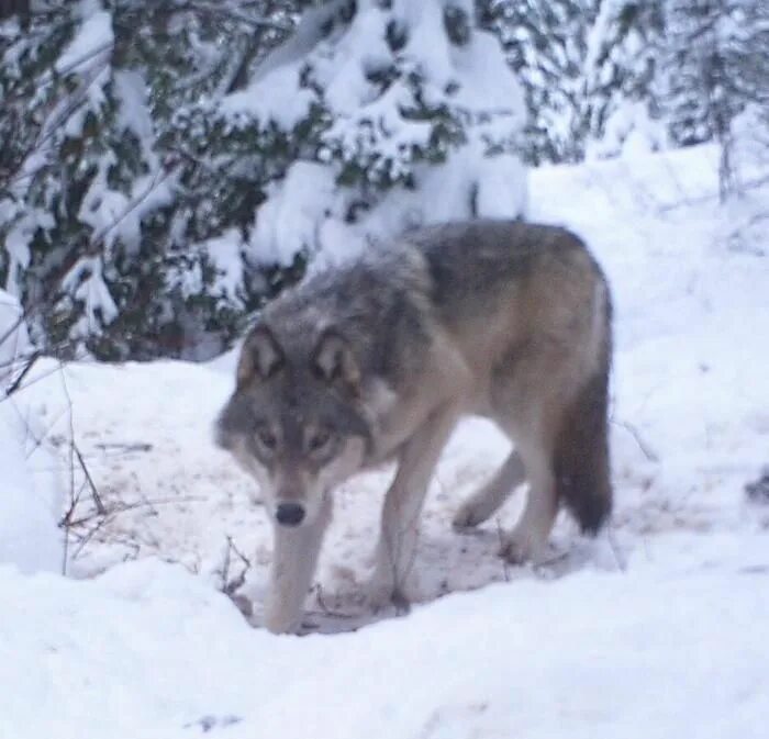 Реальное фото волка Tab for Huckleberry wolf pack operation $53K Wolf photos, Wolf, Grey wolf