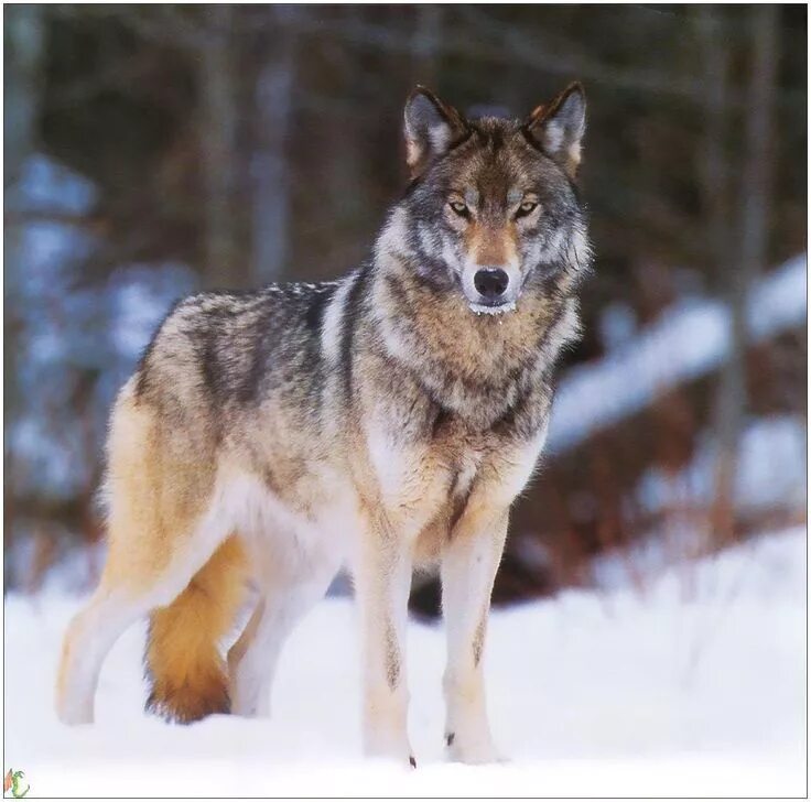 Реальное фото волка Pin auf LES LOUPS Wolf hunde, Wolf bilder, Wolfskunst