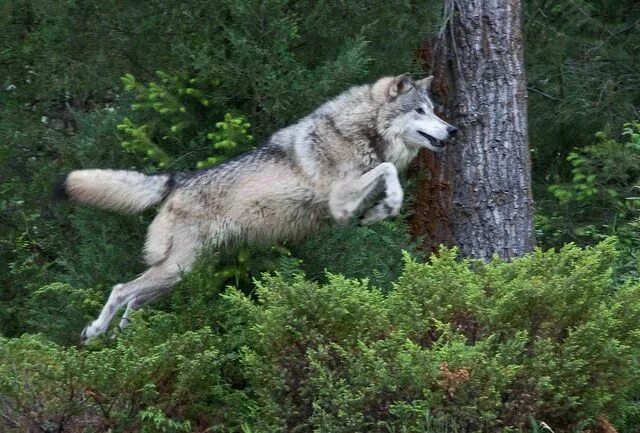 Реальное фото волка wolf jumping 2 Wolf dog, Wolf spirit animal, Wolf poses