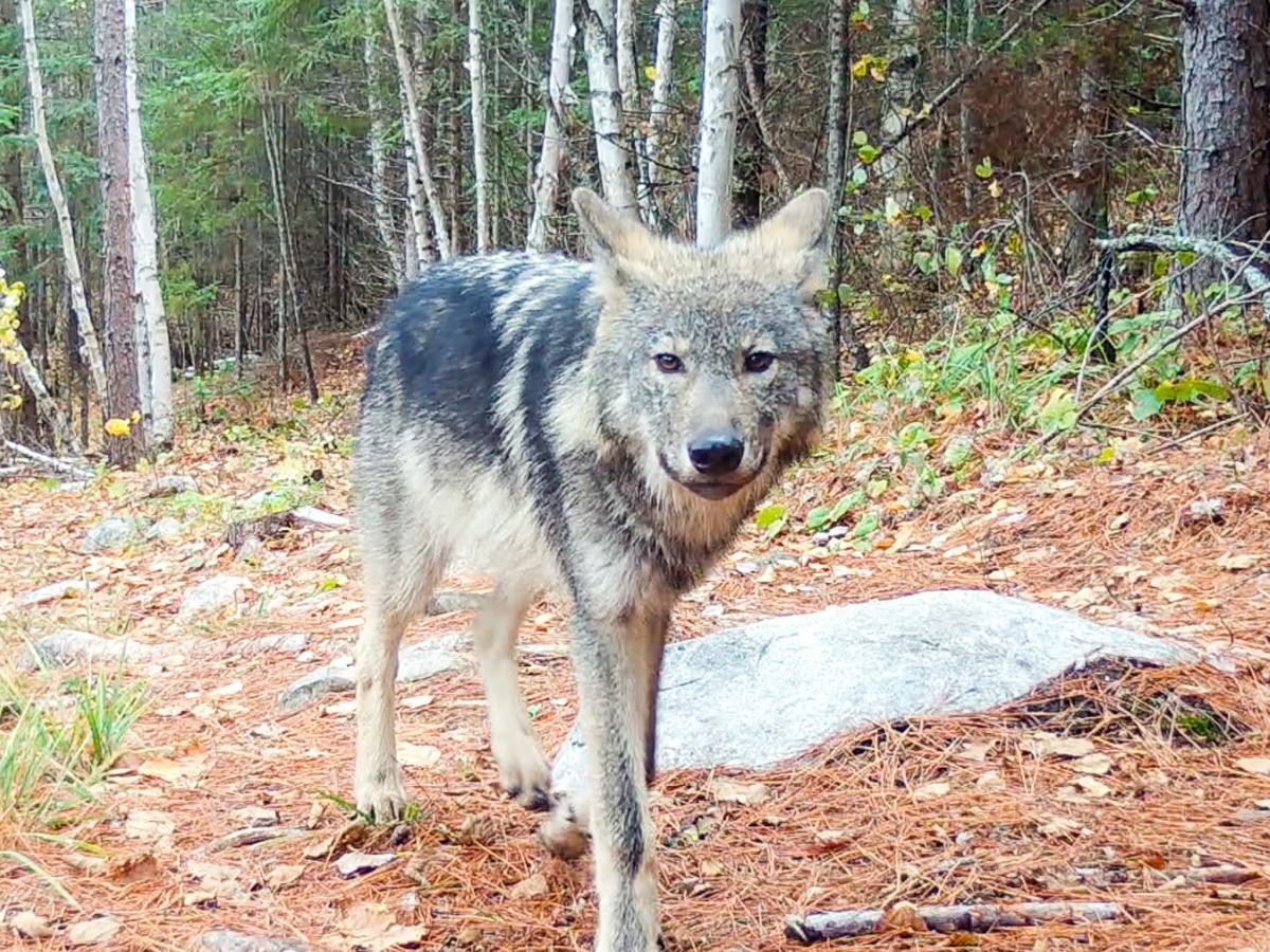 Реальное фото волка Updated Wisconsin wolf draft plan steers clear of population goal but 800 to 1,2