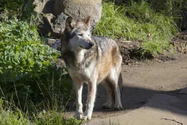 Реальное фото волка Mexican gray wolf - San Francisco Zoo & Gardens