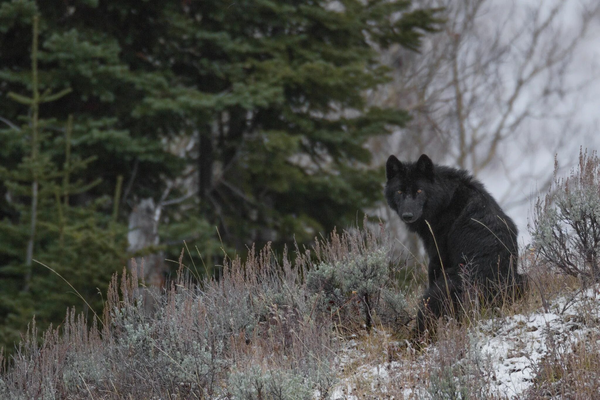 Реальное фото волка Photographer Ronan Donovan on Yellowstone Shadow wolf, Wolf dog, Werewolf aesthe