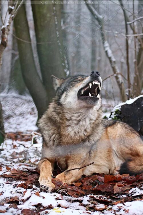 Реальное фото волка Pin by Caroline Carlson on Animals Wolf dog, Animals, Wild dogs