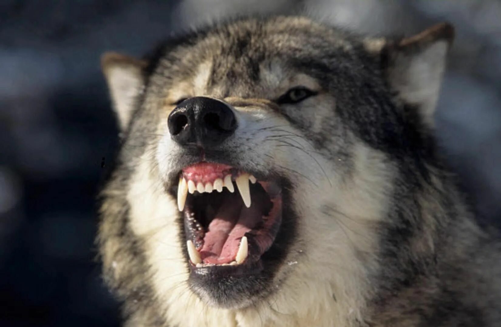 Реальное фото волка Grrrr.... Grey wolf, Wolf dog, Dogs