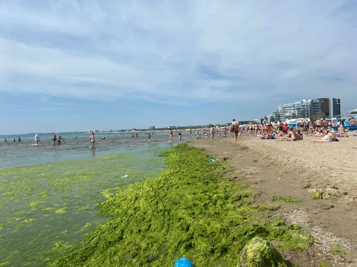 Реальные фото анапы Уборка водорослей в Анапе - Новости Анапы