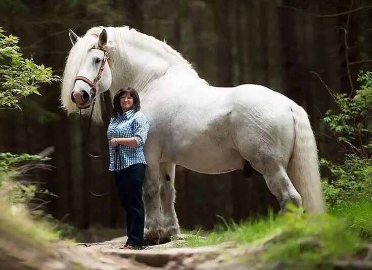 Реальные фото лошадей BIG draft horse! Big horses, Horses, Horse breeds