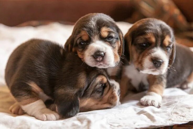 Реальные фото щенков 22 Photos of beagle puppies that will make your heart stop with cuteness Dog bre