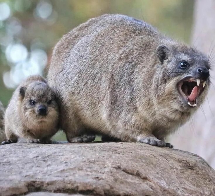 Реальные фото животных Rock Hyrax family Cute small animals, Rare animals, Cute wild animals