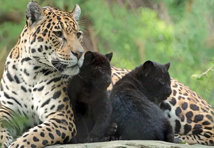 Реальные фото животных jaguar Rica with cubs artis BB2A7589 Baby animals, Rare cats, Cute baby animals