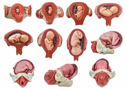 Ребенок 6 месяцев в утробе фото Fetus Зображення - огляд 77,621 Стокові фото, векторні зображення й відео Adobe 