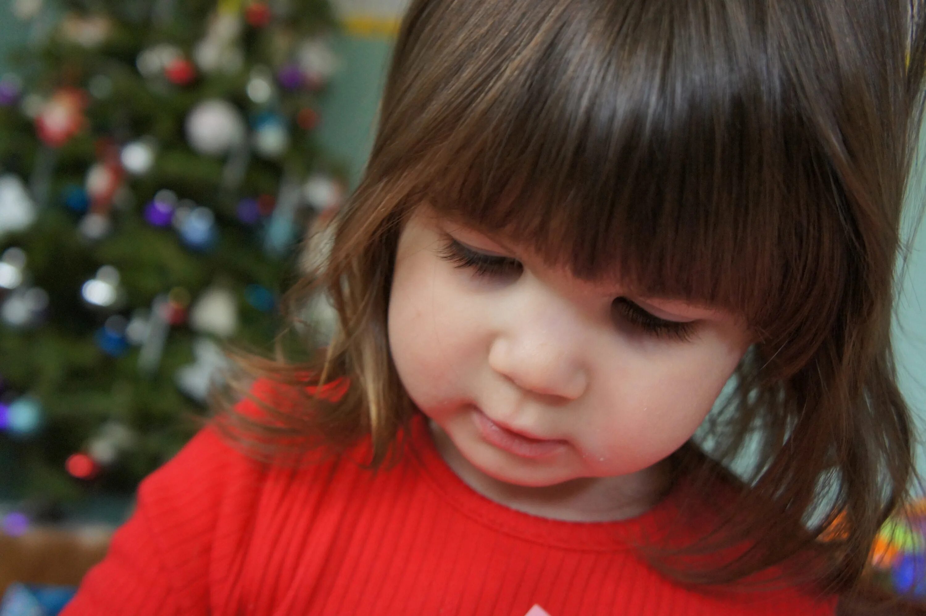 Ребенок красный фото Free Images : person, flower, portrait, red, color, child, christmas, facial exp