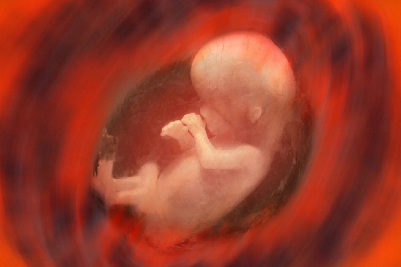 Ребенок в утробе 12 недель фото Can Pregnancy Help Scientists Better Understand Cancer? Scientific American