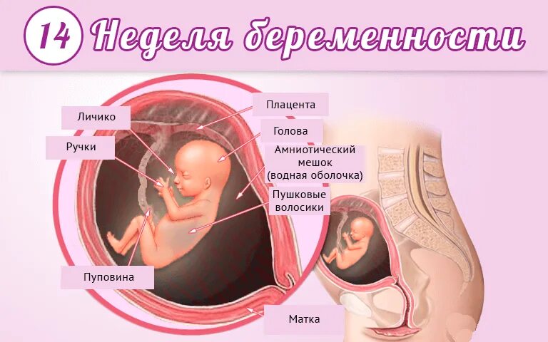 Ребенок в животе 12 недель фото На 14 неделе беременности Pro-беременность Дзен