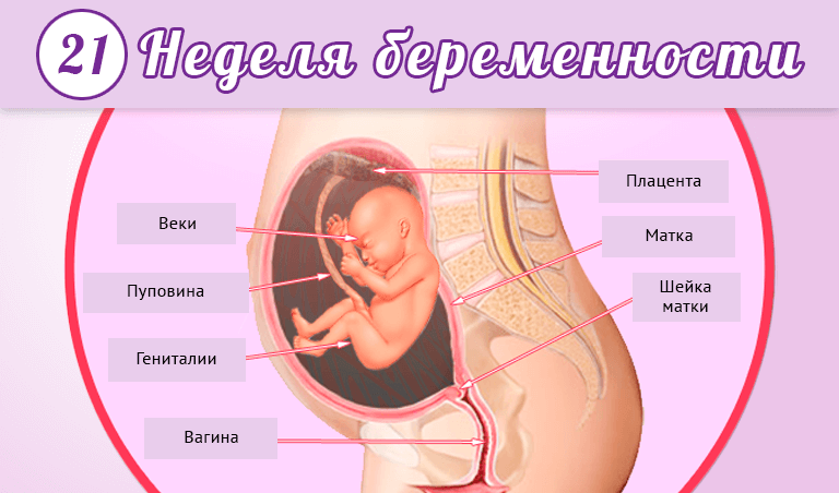 Ребенок в животе 20 недель фото 21 неделя беременности: сколько это месяцев, что происходит с малышом и мамой?