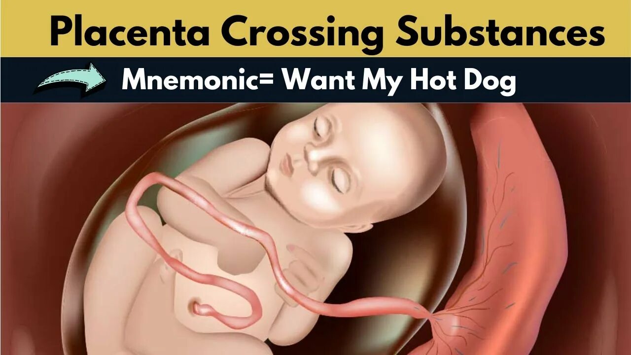 Ребенок внутри фото Mnemonic For Placenta Crossing Substances Placenta Advantages And Disadvantage D