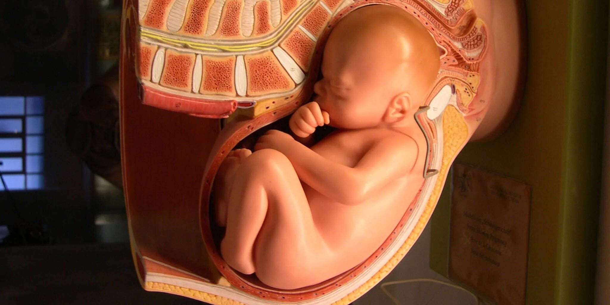 Ребенок внутри фото Blind parents can finally 'see' their unborn babies, thanks to 3D printing