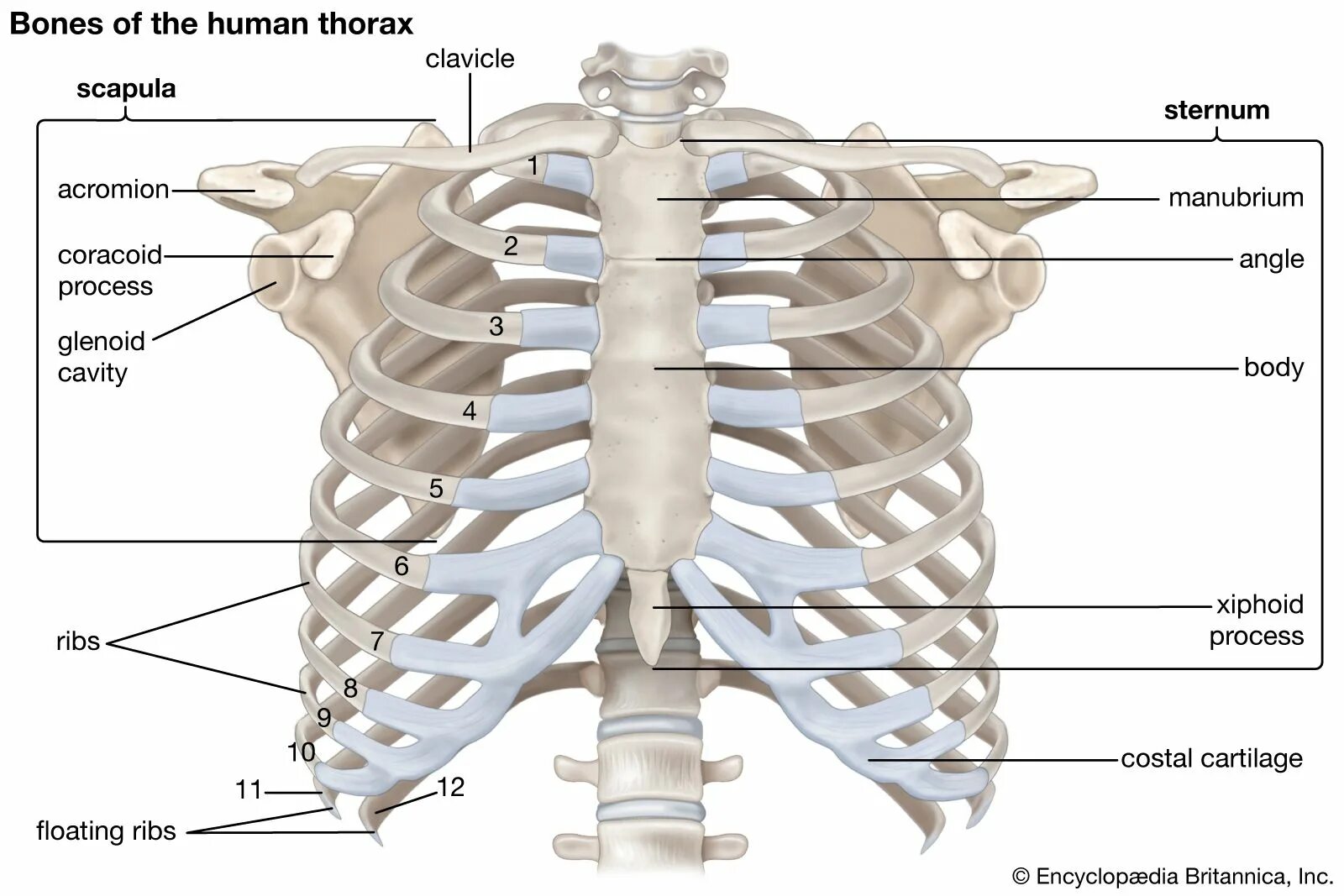 Ребра человека фото с описанием костей Rib cage Anatomy & Function Britannica