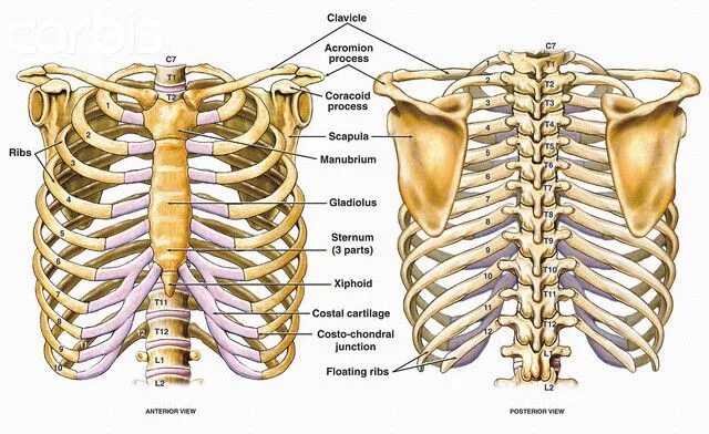 Ребра человека фото с описанием костей Front and back diagrams ...bones of the human thorax. Anatomia corpo humano, Cor