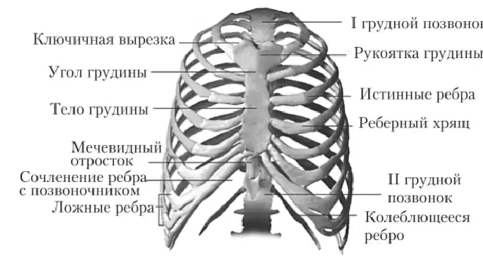 Ребра человека фото с описанием костей Образование грудной клетки