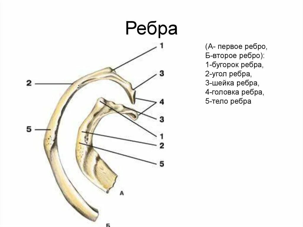 Ребра человека фото с описанием костей Второе ребро - CoffeePapa.ru