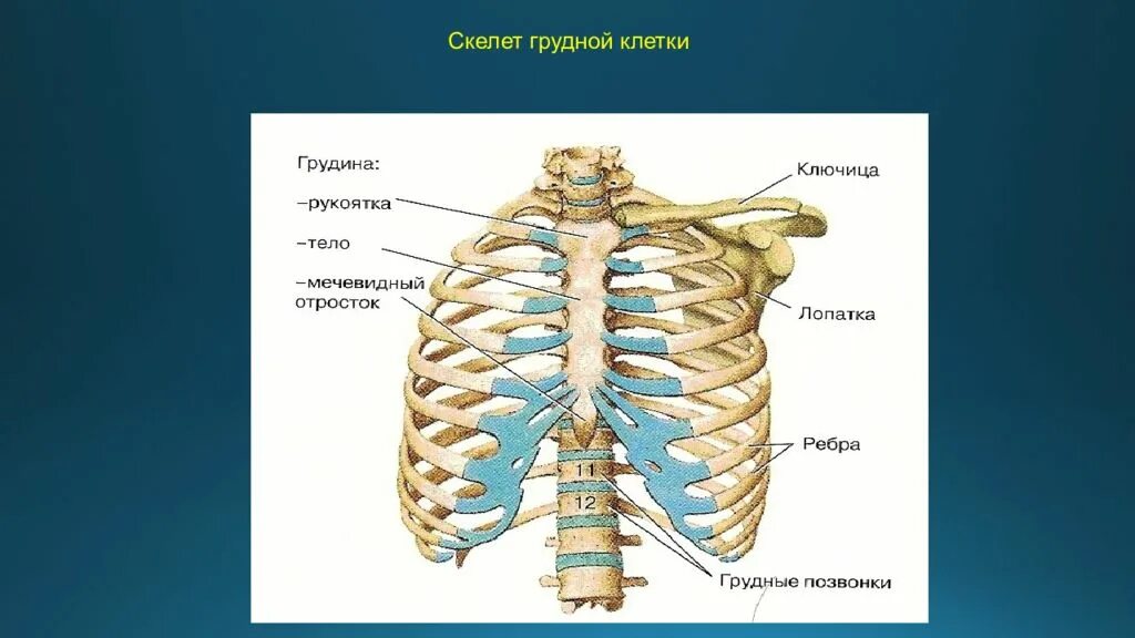 Ребра человека фото с описанием костей Кости скелета грудной клетки