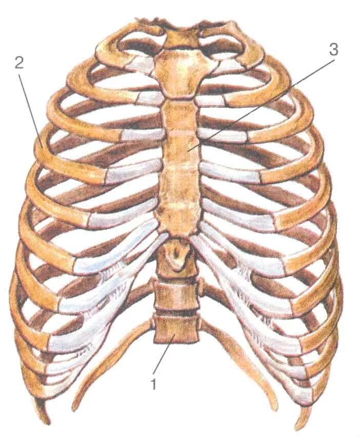 Ребра человека строение фото нумерация 2.2. Скелет человека