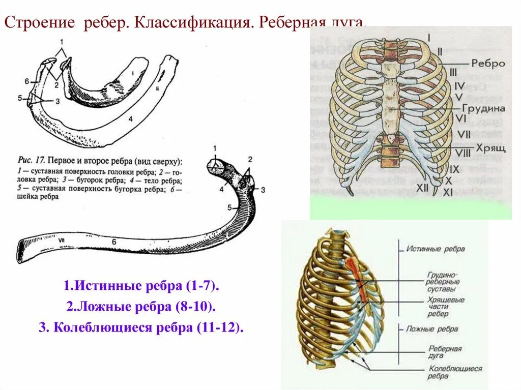 Ребра человека строение фото нумерация Реберная - CoffeePapa.ru