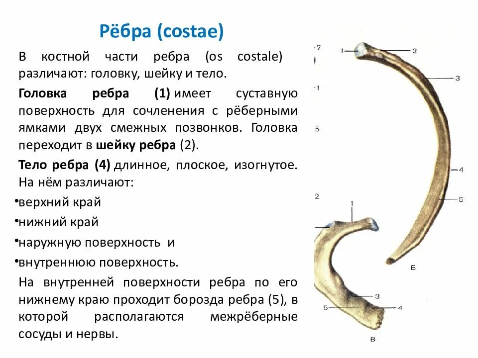 Ребра человека строение фото нумерация ВВЕДЕНИЕ В АНАТОМИЮ. ОБЩАЯ АНАТОМИЯ СКЕЛЕТА - презентация