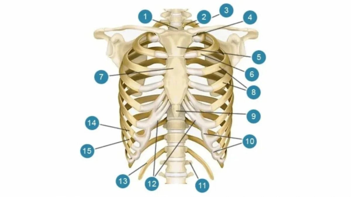 Ребра человека строение фото нумерация Формирование узкой талии (по методу Кудзаева)- Клиника Ланцетъ