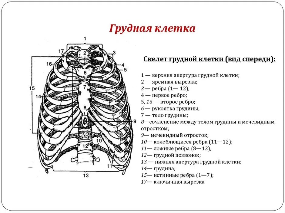 Ребра человека строение нумерация спереди фото В образовании грудной клетки участвуют