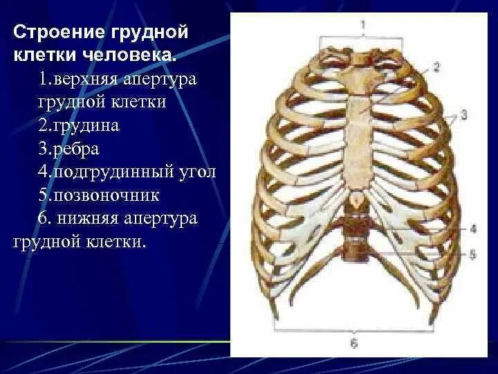 Ребра человека строение нумерация спереди фото Отдел грудной клетки человека