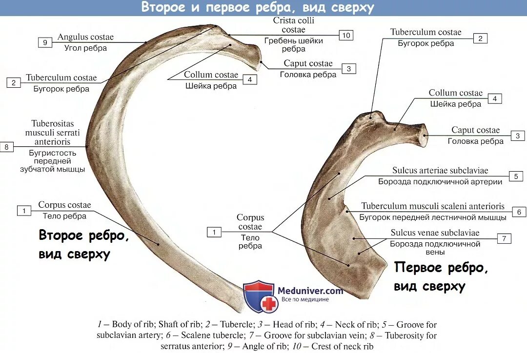 Ребра человека строение нумерация спереди фото Анатомия грудной клетки: Ребра