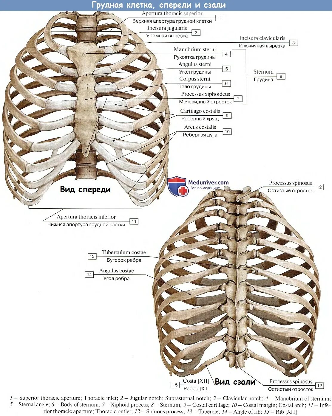 Ребра человека строение нумерация спереди фото Анатомия грудной клетки: Грудная клетка в целом