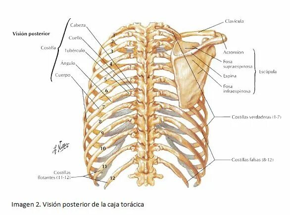 Ребра человека строение нумерация спереди фото Pin de Yeho Ruiz en Medicina Huesos del cuerpo humano, Salud dibujo, Articulacio