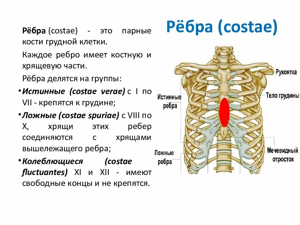 Ребра человека строение нумерация спереди фото Где находится 11 ребра: найдено 89 изображений