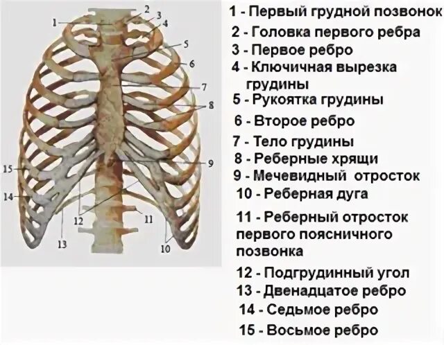 Ребра человека строение нумерация спереди фото Где 11 ребро: найдено 88 изображений