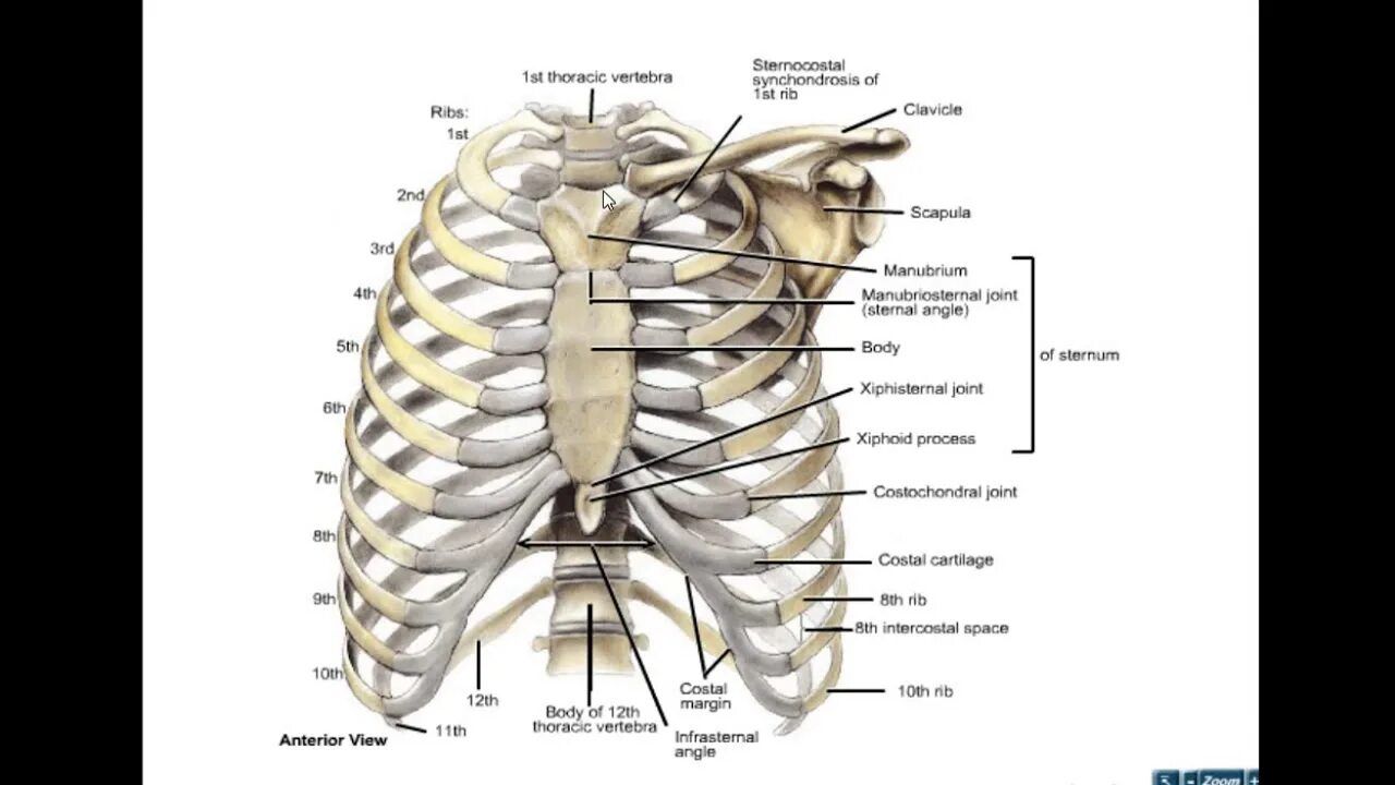 Ребра человека строение нумерация спереди фото NMC1ST - Thorax - Lec 1 - YouTube