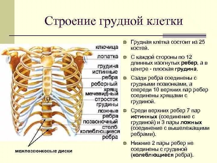 Ребра человека строение нумерация спереди фото Грудная клетка строение грудины и ребер