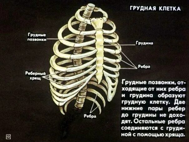 Ребра человека строение нумерация спереди фото СКЕЛЕТ ЧЕЛОВЕКА. диафильм - 42 фотографии ВКонтакте