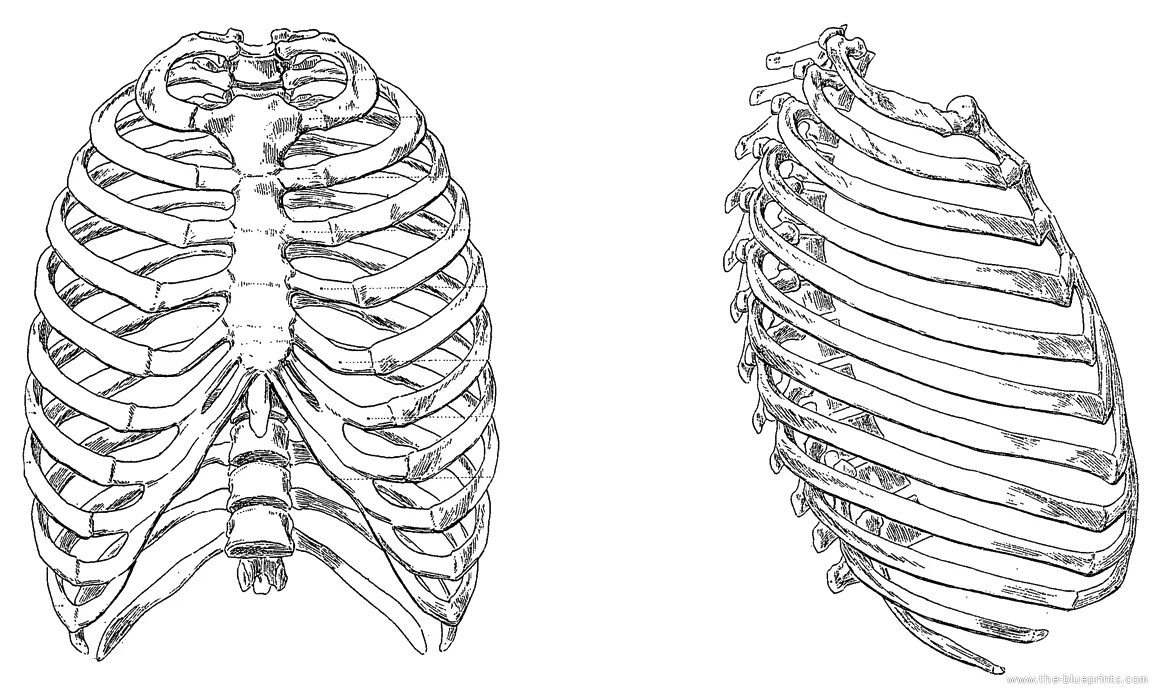 Ребра грудной клетки человека схема расположения Blueprints Humans Anatomy Rib Cage Anatomical tattoos, Anatomy for artists, Ribc