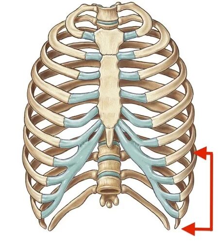 Ребра грудной клетки человека схема расположения Bony Landmarks: Trunk, thorax, back, abdomen Flashcards Quizlet