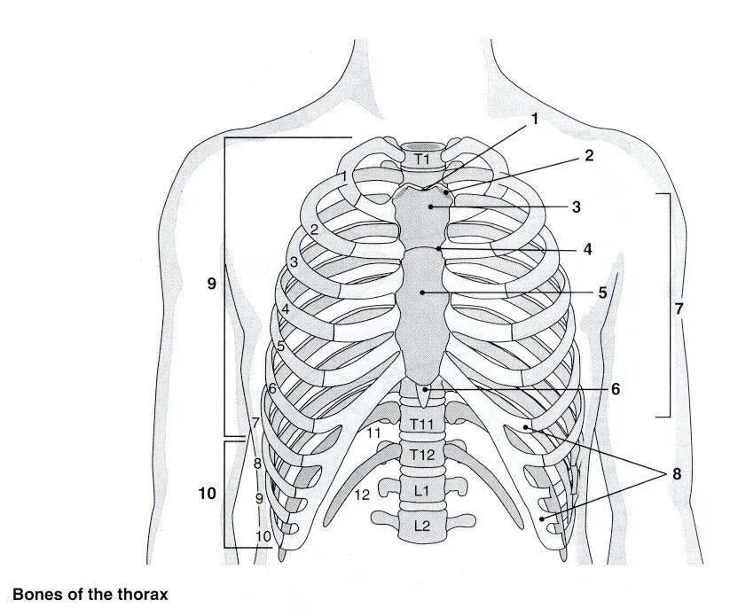 Ребра грудной клетки человека схема расположения Diagram of Грудная клетка (Thorax) Quizlet