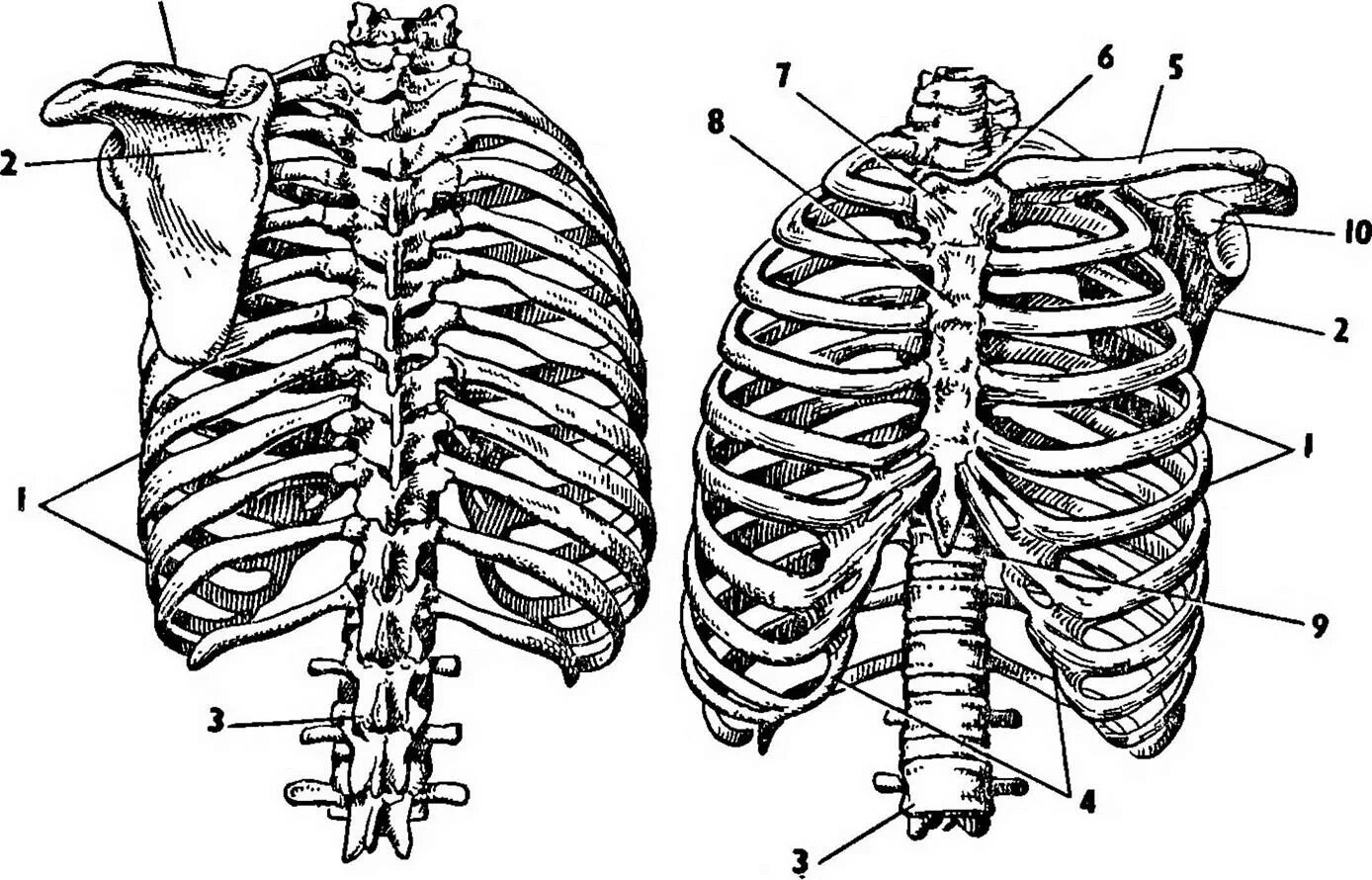 Ребра грудной клетки человека схема расположения Ребра ключицы грудина грудные: найдено 82 картинок