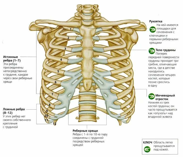 Ребра грудной клетки человека схема расположения undefined Organe