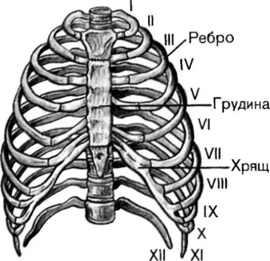 Ребра грудной клетки человека схема расположения ОПОРНО-ДВИГАТЕЛЬНЫЙ АППАРАТ