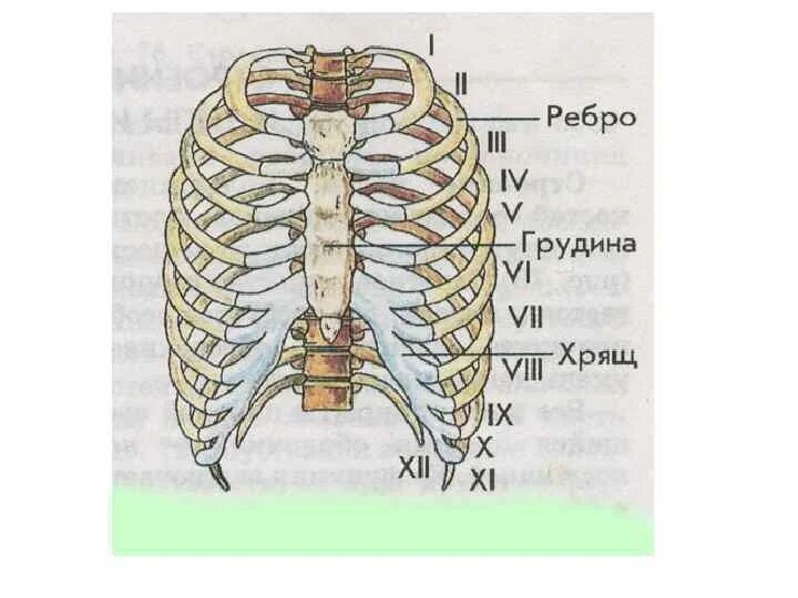 Ребра грудной клетки человека схема расположения Грудина внутри: найдено 75 изображений