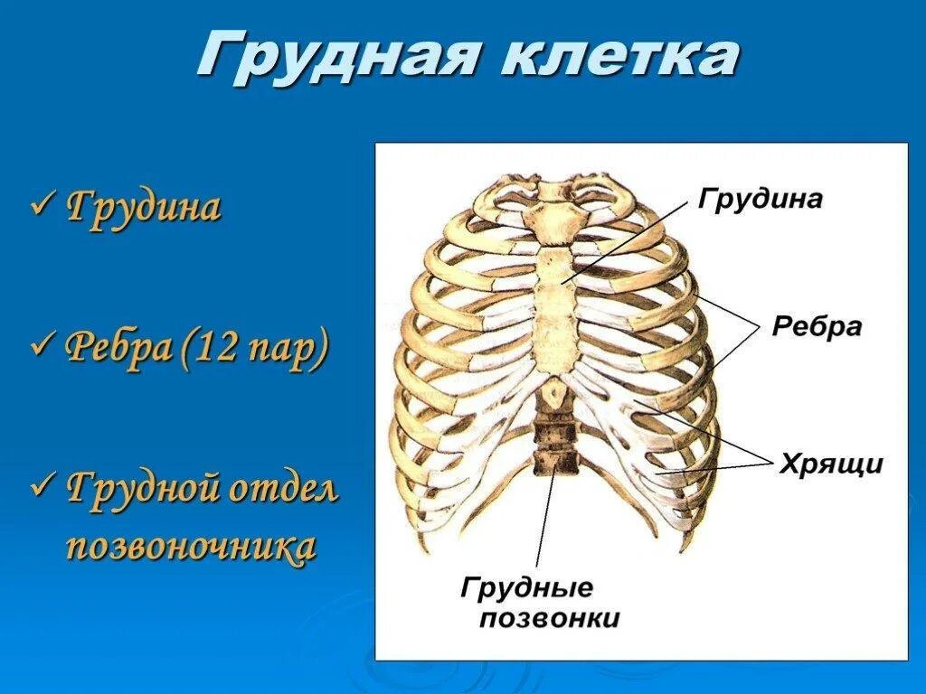 Ребра грудной клетки человека схема расположения грудная клетка человека состоит из скольки пары ребер - Школьные Знания.com