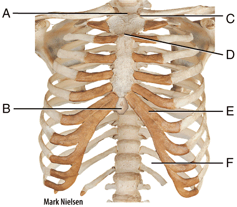 Ребра у человека фото по номерам Multi choice, The Skeletal system: The Axial Skeleton Flashcards - Easy Notecard