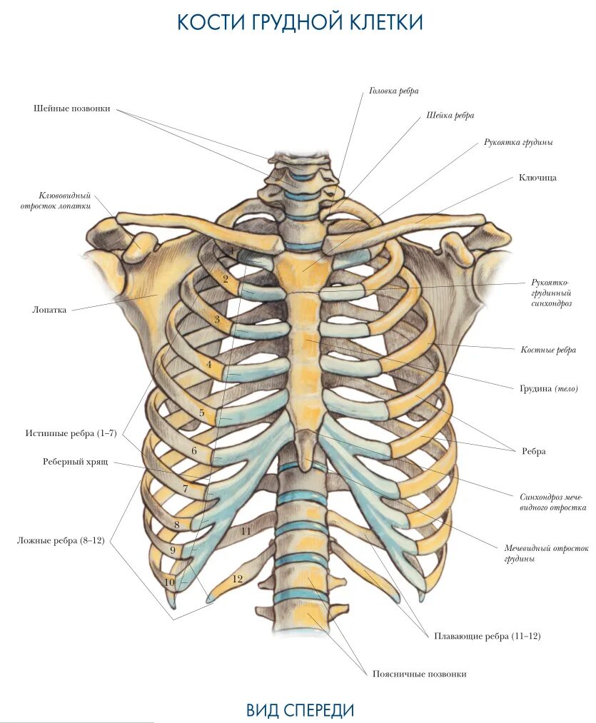 Ребра у человека фото по номерам Покажи ребра человека